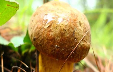 牛肝菌的生长条件（牛肝菌的生长季节）