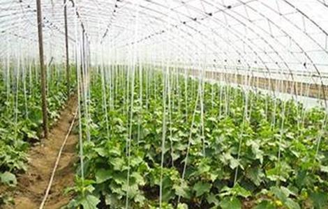 黄瓜种植技术 黄瓜种植技术与管理方法视频