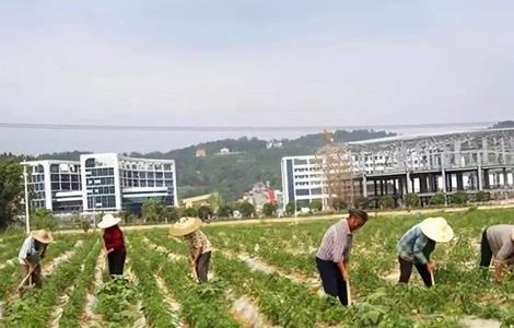 辣椒的种植技术 辣椒的种植技术与管理 施肥技术