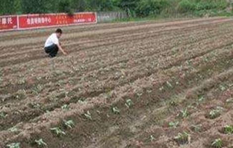 豇豆的种植技术 豇豆的种植技术和管理