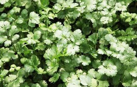 香菜的种植技术 香菜的种植技术和种植时间