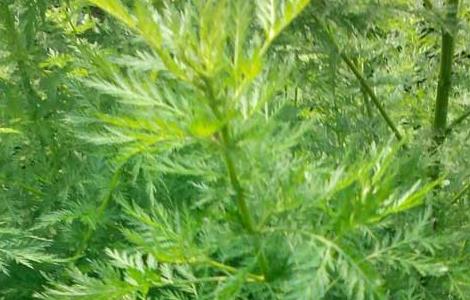 青蒿种植的注意事项（青蒿怎么种植技术）