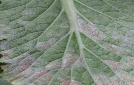 娃娃菜病虫害防治技术（娃娃菜病虫害图片与防治方法）