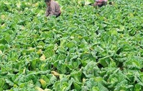 如何提高娃娃菜产量（怎样种植娃娃菜才产量高）