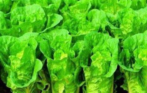 娃娃菜的田间管理技术 娃娃菜的种植管理技术