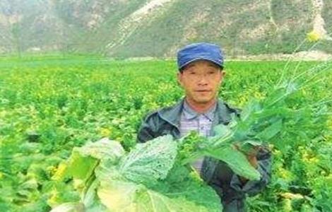 娃娃菜不包心的原因及应对措施 娃娃菜不卷心怎么办