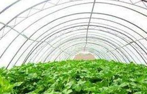 春菜的种植时间和方法 春菜的种植时间和方法是什么