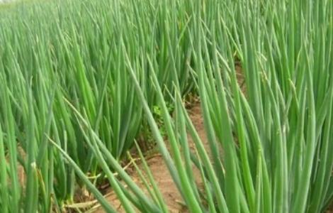 大葱的种植技术（大葱的种植技术和管理温室）