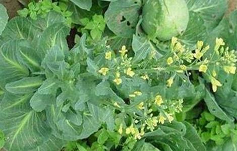 甘蓝抽薹原因及预防方法(甘蓝抽薹原因及预防方法)