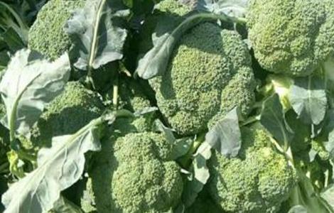 西兰花种植技术 北方西兰花种植技术