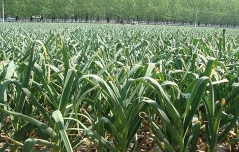 大蒜 春季 水肥管理措施