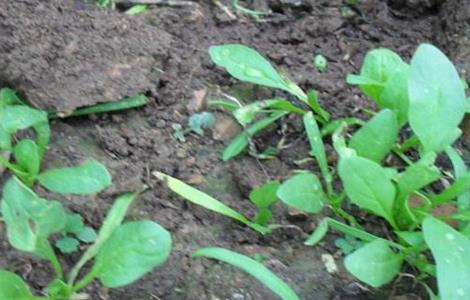 菠菜死苗原因及防治方法（菠菜死苗原因及防治方法视频）