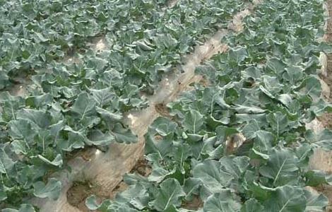 西兰花如何施肥 西兰花施肥方案