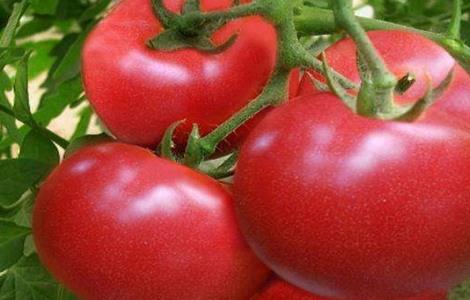 西红柿二次结果技术（葡萄二次结果技术）