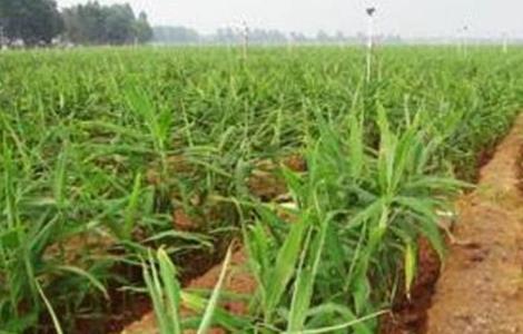 生姜高产的田间管理技术(生姜高产的田间管理技术有哪些)