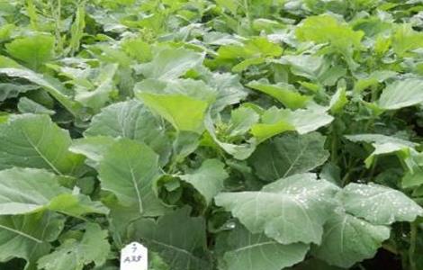 油菜早衰防治措施（油菜早衰防治措施有哪些）