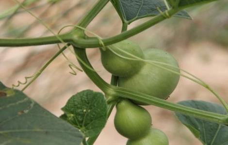 葫芦的田间管理 葫芦的田间管理要点