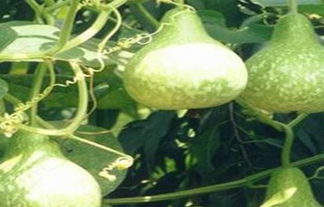 葫芦的种植环境 葫芦的种植环境要求