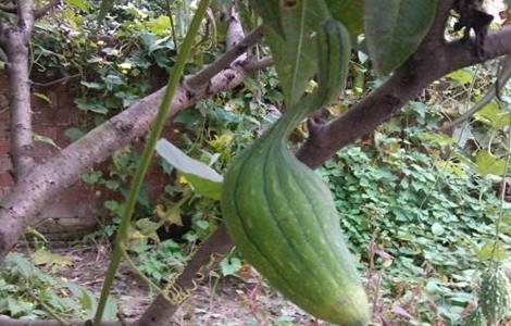 丝瓜畸形原因及防治方法（丝瓜常见病害及防治）