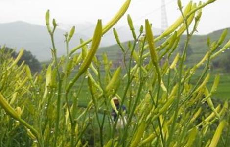 黄花菜育苗技术 黄花菜育苗技术视频