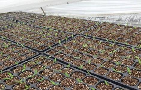 番茄育苗技术（番茄育苗技术视频）