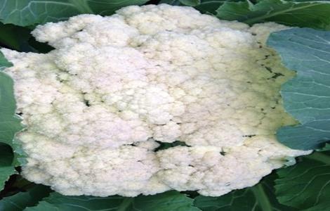 菜花千里雪种植技术 菜花千里雪种植技术培训