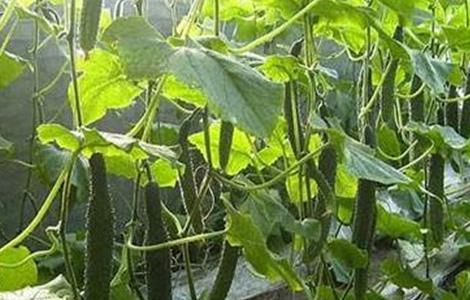黄瓜苦味重原因及预防方法 黄瓜苦味瓜的产生原因及预防措施?