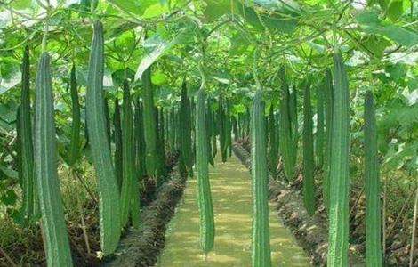 早春丝瓜种植技术 大棚早春丝瓜种植技术