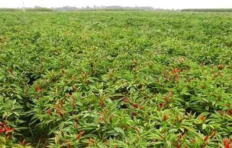 朝天椒种植技术 朝天椒种植技术与管理视频