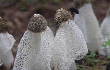 竹荪采摘时间及注意事项(竹荪的采摘时间)