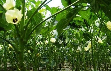 秋葵的采收方法及保存 秋葵的采收方法及保存方法