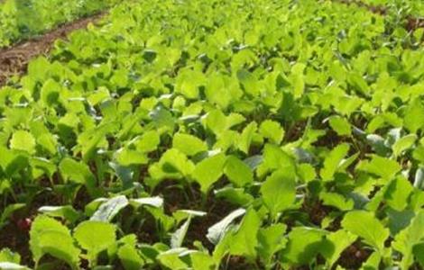 樱桃萝卜种植时间和方法