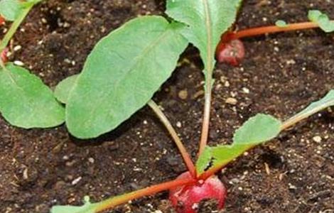 樱桃萝卜种植时间和方法