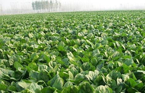 菠菜田间管理技术 菠菜田间管理技术要点