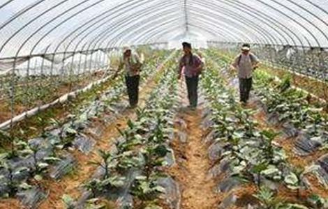 大棚蔬菜施肥方法和注意事项 大棚蔬菜施肥方法和注意事项有哪些