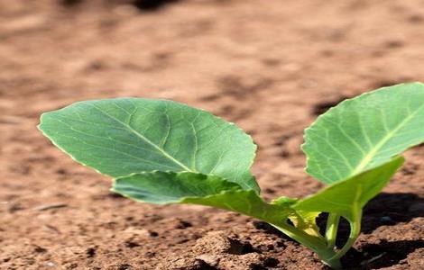 卷心菜田间管理技术 卷心菜苗期管理