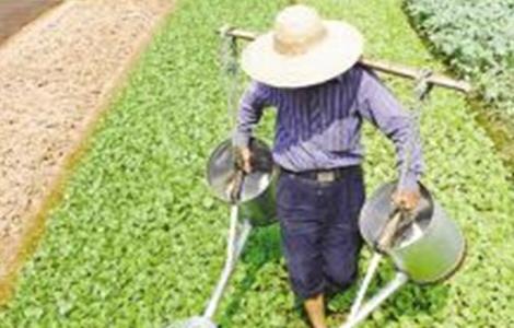 夏季蔬菜浇水注意事项 夏季蔬菜浇水注意事项视频