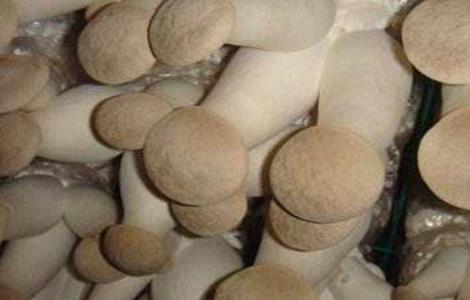 杏鲍菇的种植方法（杏鲍菇种植方法是怎么做）