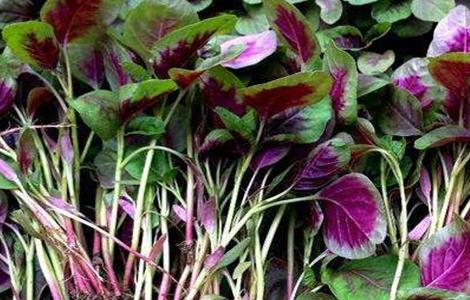 苋菜如何种植可高产（怎么种苋菜才高产）