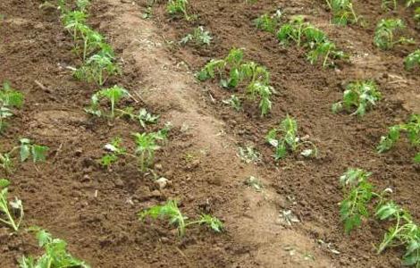 番茄的田间管理技术（番茄的田间管理技术有哪些）