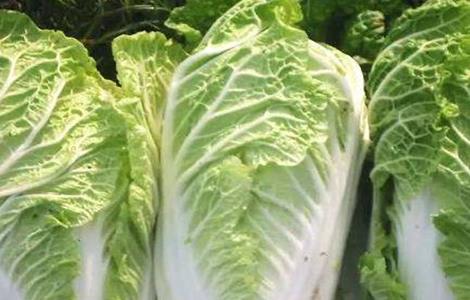 怎么种植春白菜 怎么种植春白菜种子