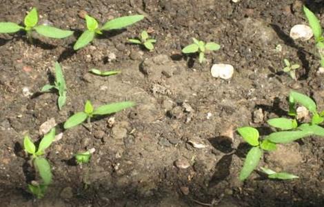 辣椒育苗技术（春季辣椒育苗技术）