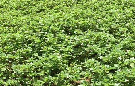 马齿苋的田间管理技术 马齿苋栽培技术要点