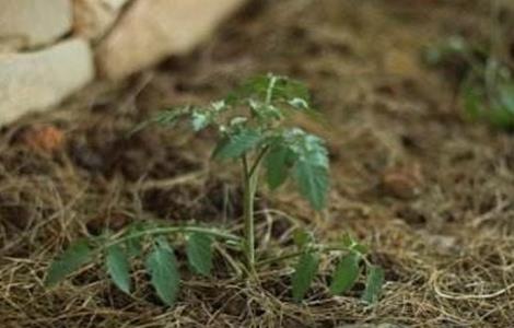 番茄定植后的管理技术（蕃茄定植后管理）