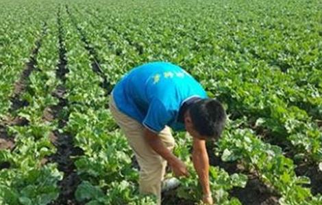 甜菜种植技术 甜菜种植技术及成本