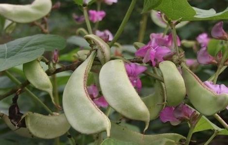 扁豆花荚期管理要点 扁豆花期施肥管理