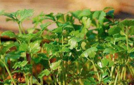 香菜施肥方法 香菜肥料怎么施