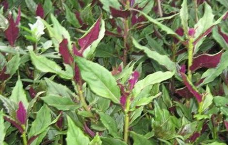 红凤菜的栽培技术 红凤菜的种植方法