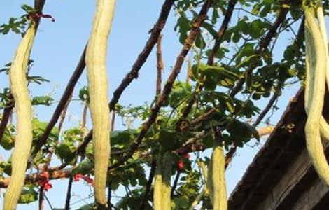 蛇瓜种植注意事项（蛇瓜种植注意事项有哪些）