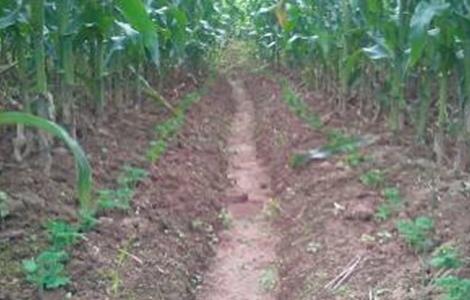 豌豆套种技术（豌豆苗种植技术）